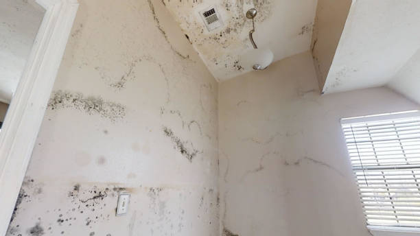 Best Forensic Mold Investigation  in Hanamaulu, HI