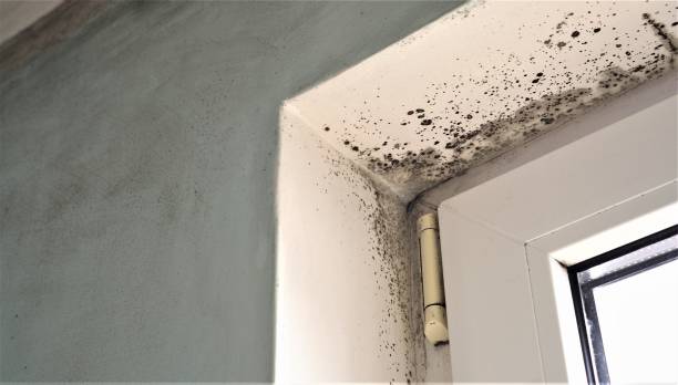 Best Mold Remediation for Healthcare Facilities  in Hanamaulu, HI