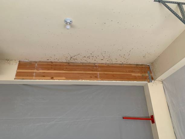 Mold Removal for HVAC Installations in Hanamaulu, HI
